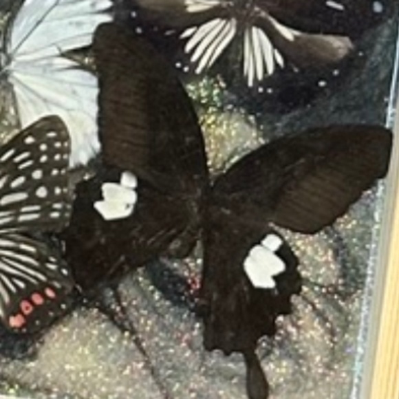 Butterflies in a shadow box - Picture 3 of 5